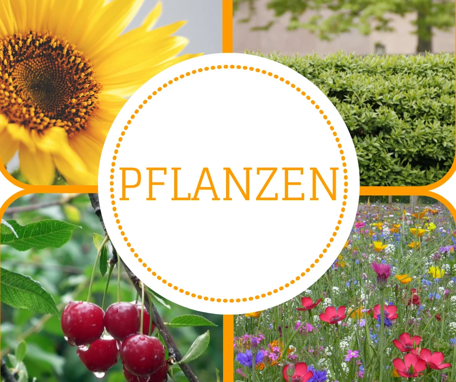 Pflanzen in unseren Gärten